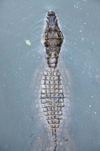 Breitschnauzenkaiman im Kanal das Taxas ©Jorge Vasconcellos