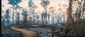 Brand nahe Rio Branco, Acre @ Centro Huwã Karu Yuxibu